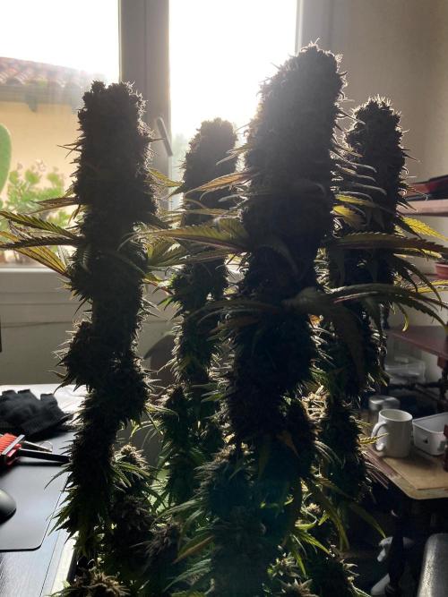 3M 🌟 Bahia Black Head. Week 16