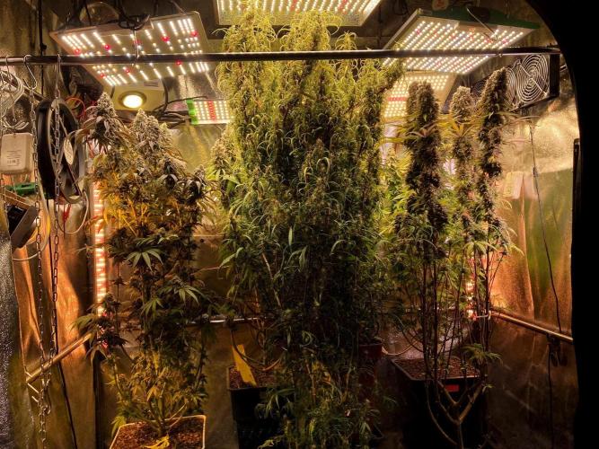 3M 🌟 Bahia Black Head. Week 16