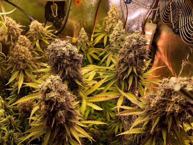 3M 🌟 Bahia Black Head. Week 16