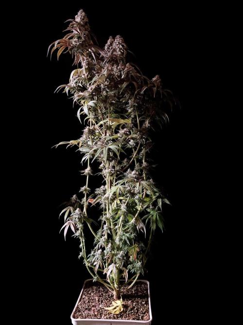 3M 🍋 Black Lemon. Week 16