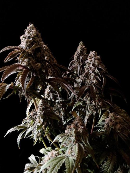 3M 🍋 Black Lemon. Week 16