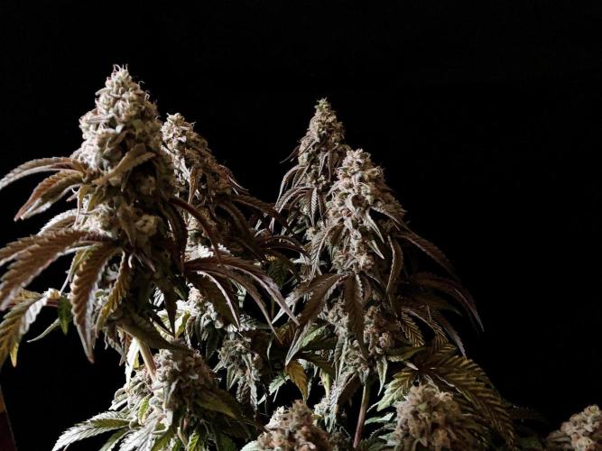 3M 🍋 Black Lemon. Week 16