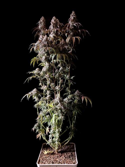 3M 🍋 Black Lemon. Week 16