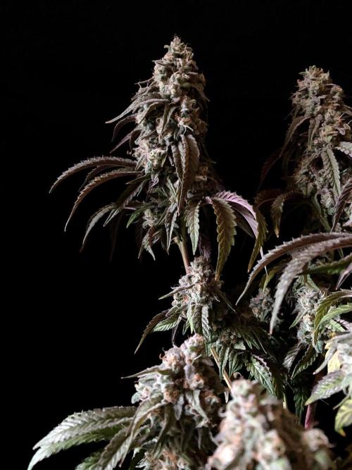 3M 🍋 Black Lemon. Week 16