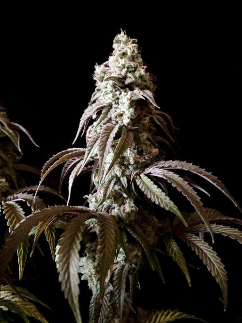 3M 🍋 Black Lemon. Week 16