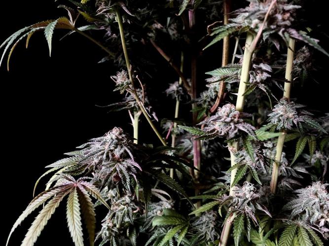 3M 🍋 Black Lemon. Week 16