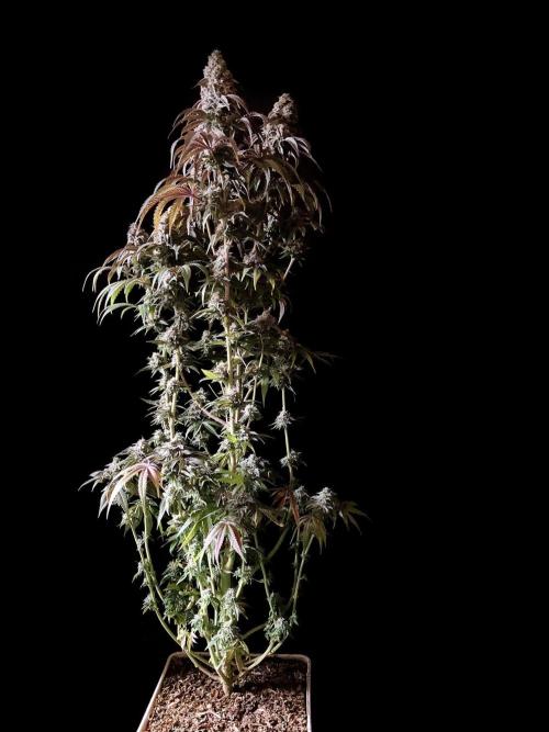 3M 🍋 Black Lemon. Week 16