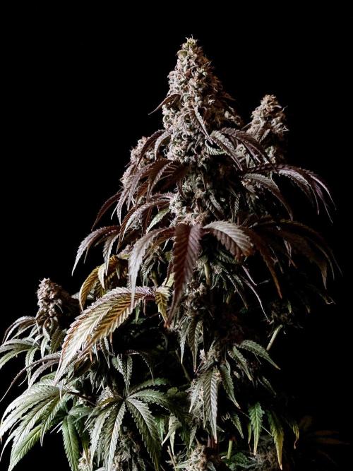 3M 🍋 Black Lemon. Week 16