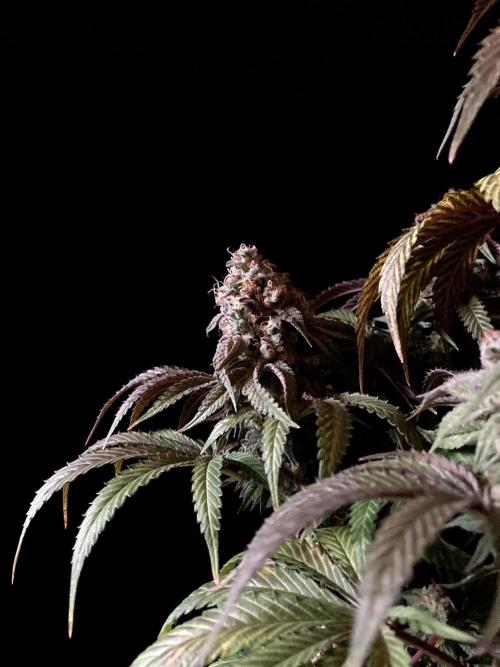 3M 🍋 Black Lemon. Week 16