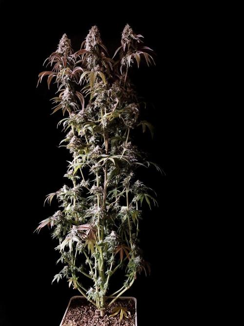 3M 🍋 Black Lemon. Week 16