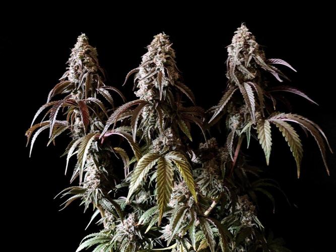 3M 🍋 Black Lemon. Week 16