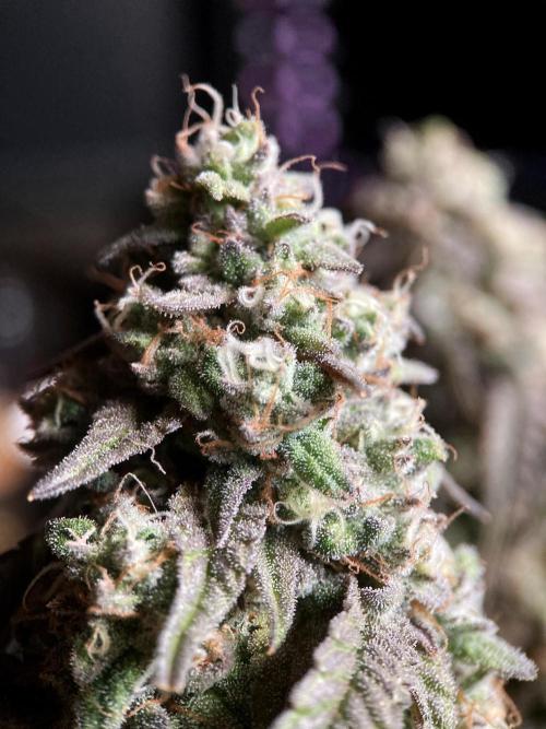 3M 🍋 Black Lemon. Week 16