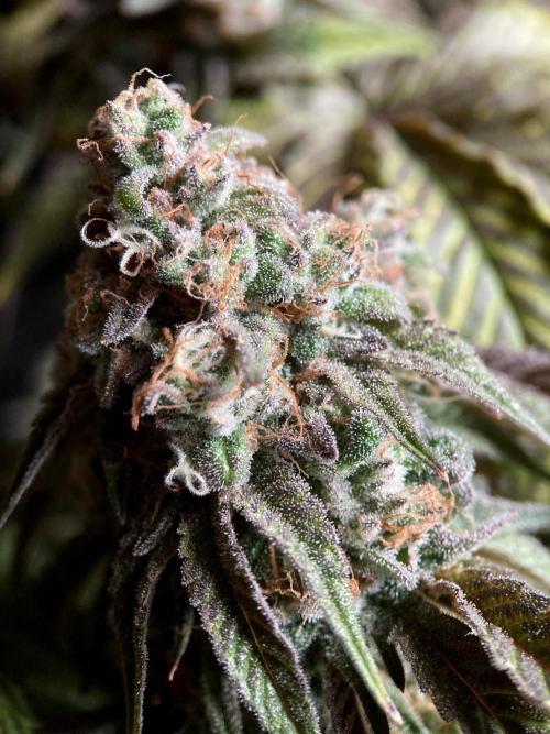 3M 🍋 Black Lemon. Week 16