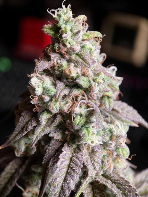 3M 🍋 Black Lemon. Week 16