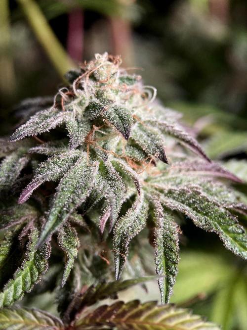 3M 🍋 Black Lemon. Week 16