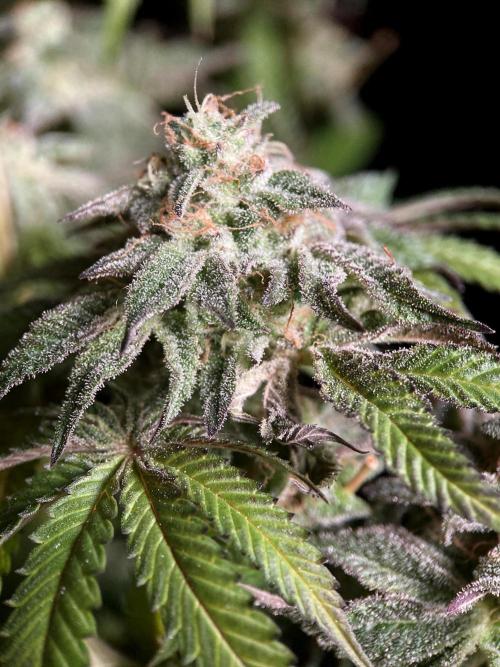 3M 🍋 Black Lemon. Week 16