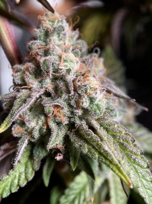 3M 🍋 Black Lemon. Week 16