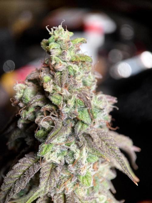 3M 🍋 Black Lemon. Week 16