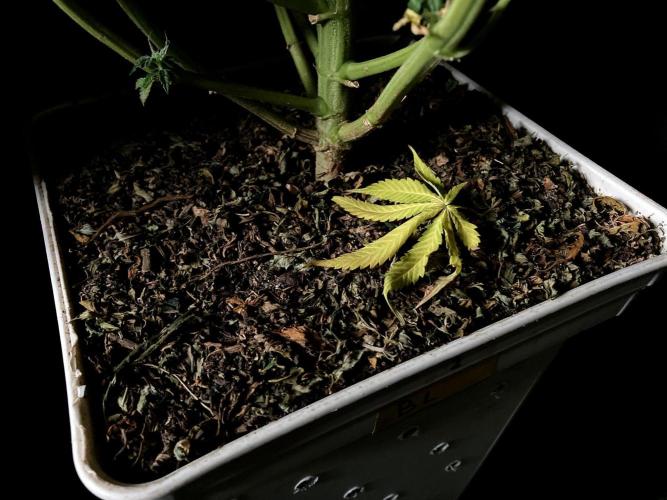 3M 🍋 Black Lemon. Week 16 - Sacred Mulch