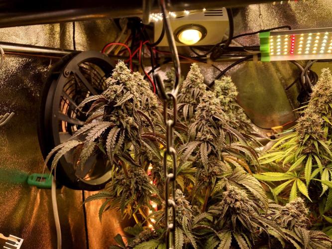 3M 🍋 Black Lemon. Week 16