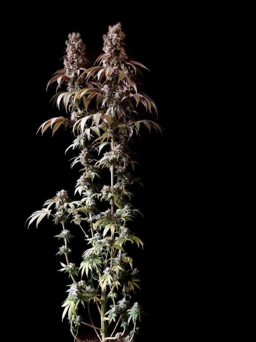 3M 🍏 Green Gelato. Week 16