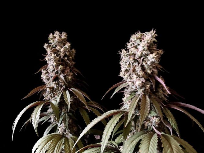 3M 🍏 Green Gelato. Week 16