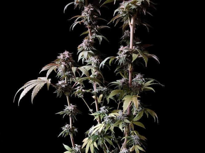 3M 🍏 Green Gelato. Week 16