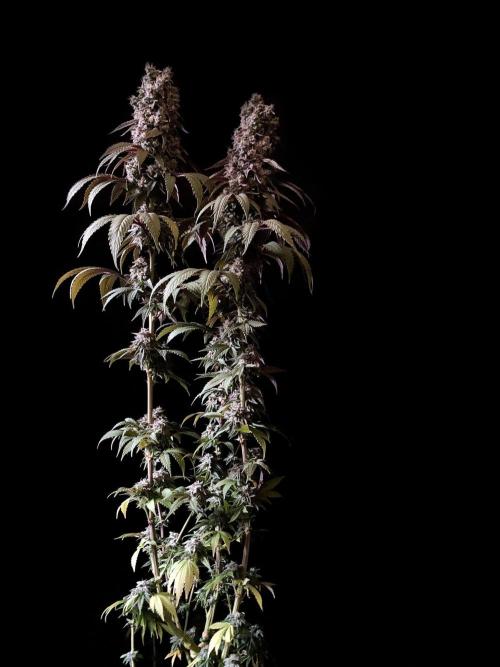 3M 🍏 Green Gelato. Week 16