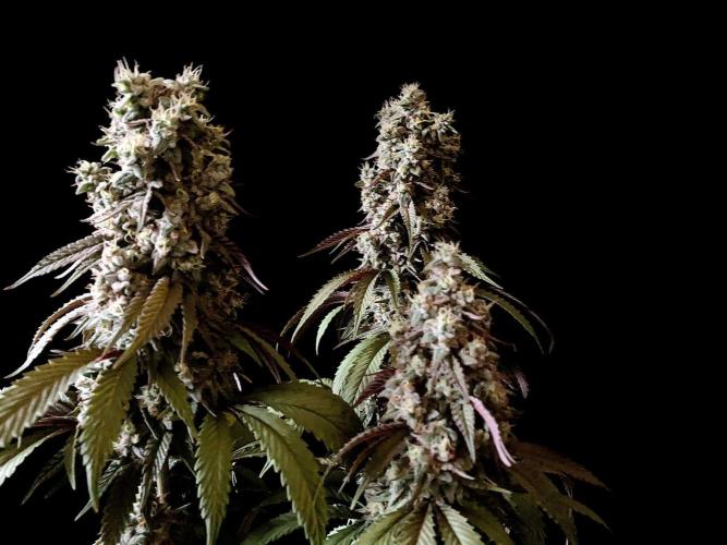 3M 🍏 Green Gelato. Week 16