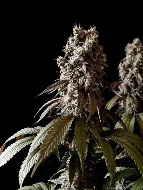 3M 🍏 Green Gelato. Week 16