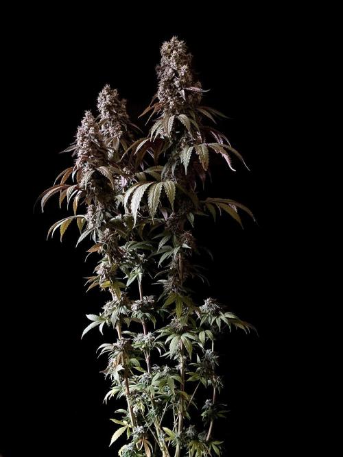 3M 🍏 Green Gelato. Week 16