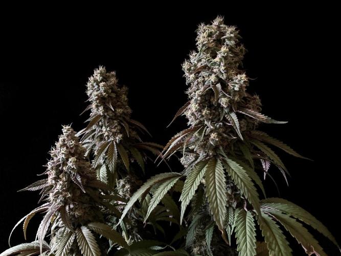 3M 🍏 Green Gelato. Week 16