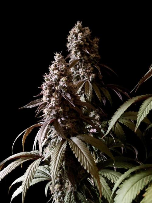 3M 🍏 Green Gelato. Week 16