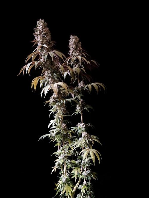 3M 🍏 Green Gelato. Week 16