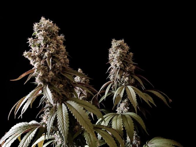 3M 🍏 Green Gelato. Week 16