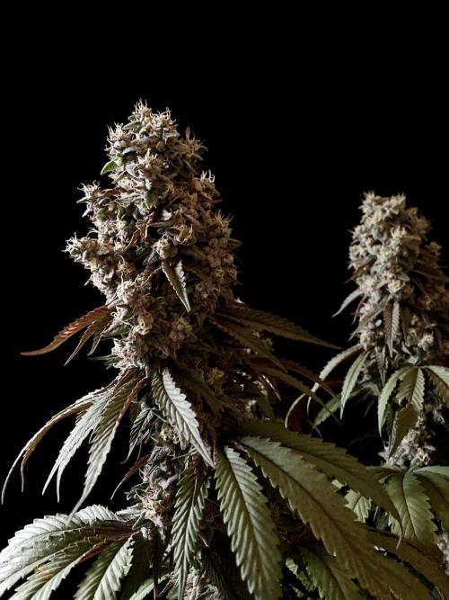 3M 🍏 Green Gelato. Week 16