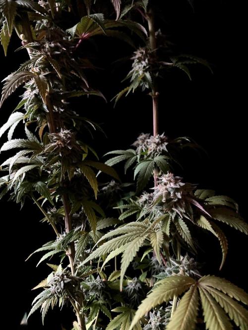 3M 🍏 Green Gelato. Week 16