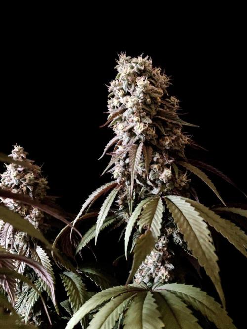 3M 🍏 Green Gelato. Week 16