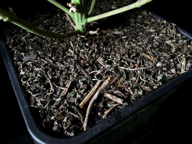 3M 🍏 Green Gelato. Week 16