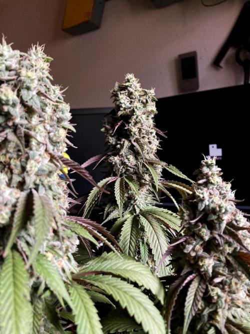 3M 🍏 Green Gelato. Week 16