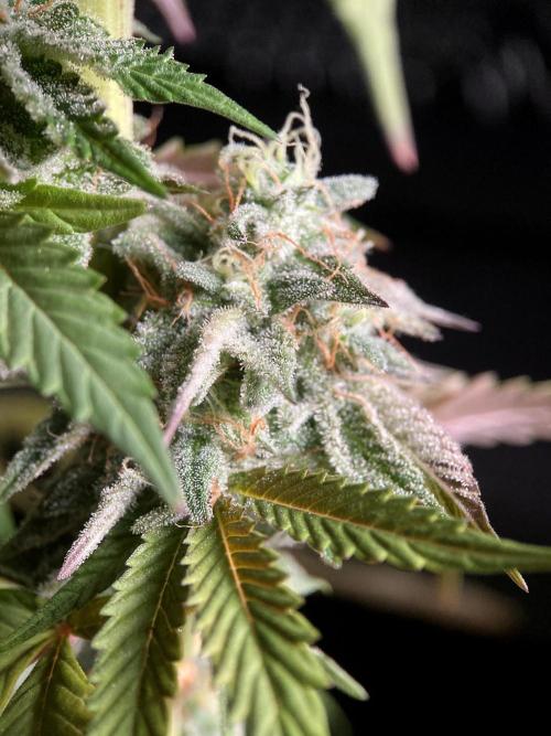 3M 🍏 Green Gelato. Week 16