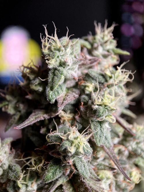 3M 🍏 Green Gelato. Week 16