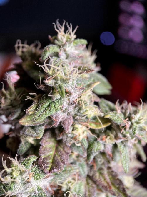 3M 🍏 Green Gelato. Week 16