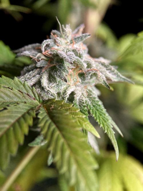 3M 🍏 Green Gelato. Week 16