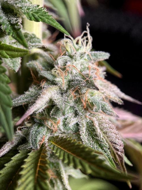 3M 🍏 Green Gelato. Week 16