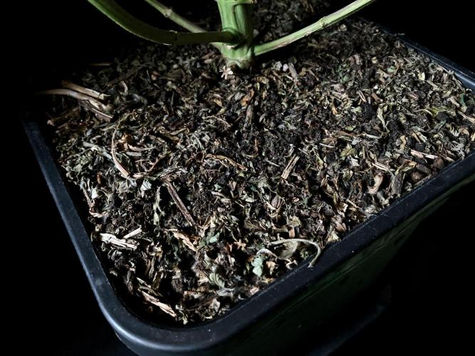 3M 🍏 Green Gelato. Week 16