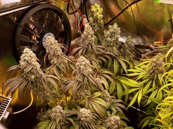 3M 🍏 Green Gelato. Week 16