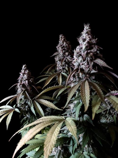 3M ⭕ Panama Red II. Week 16