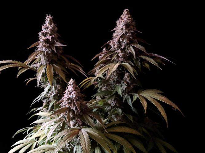 3M ⭕ Panama Red II. Week 16