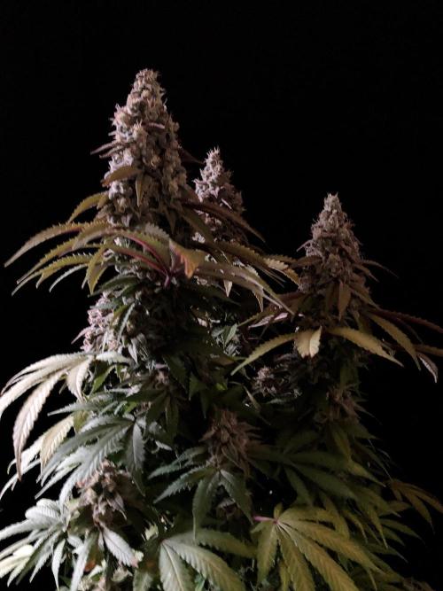 3M ⭕ Panama Red II. Week 16